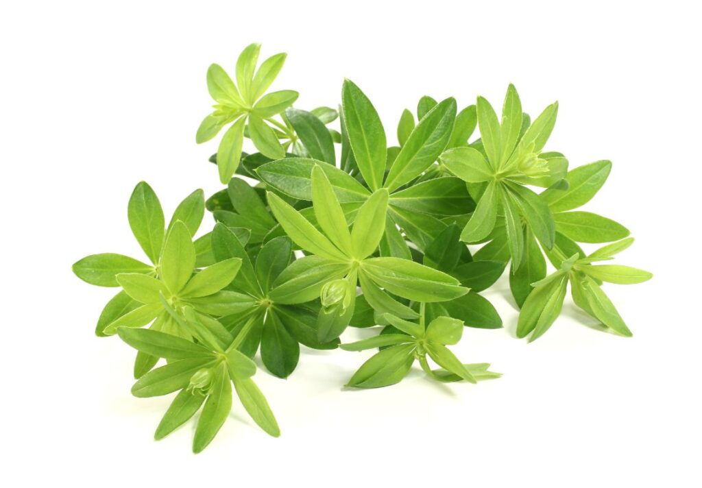 How to Use Sweet Woodruff as Natural Medicine - 9 Health Uses 4 How to Use Sweet Woodruff as Natural Medicine - 9 Health Uses of Sweet Woodruff - MyNaturalTreatment.com
