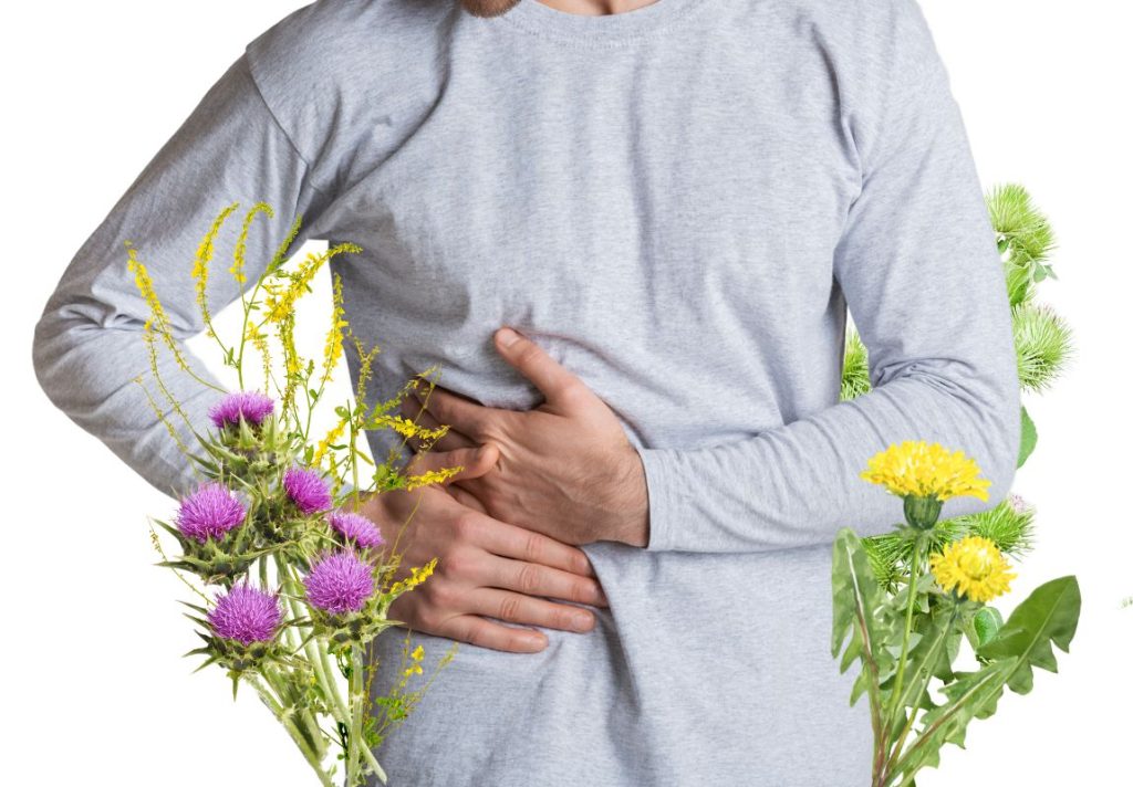10 Best Herbs for Liver Detox and How to Use 3 10 Best Herbs for Liver Detox and How to Use - MyNaturalTreatment.com