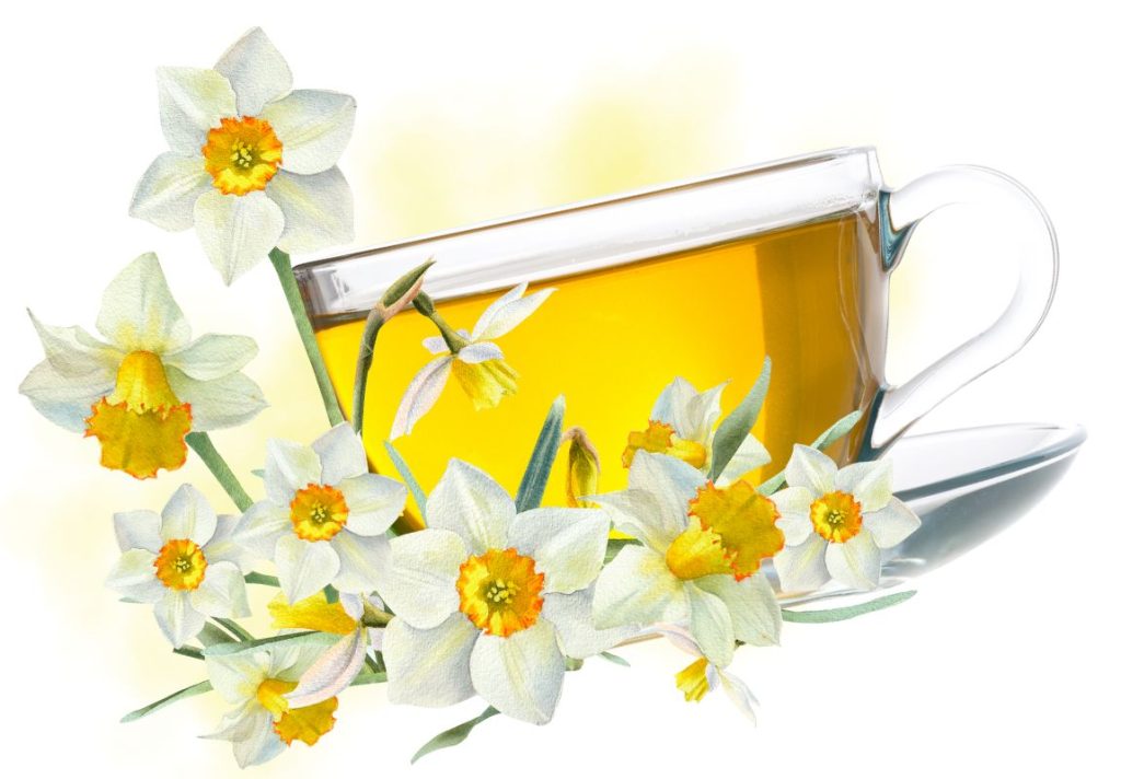 How to Make White Daffodil Tea & Use as Medicine - MyNaturalTreatment.com