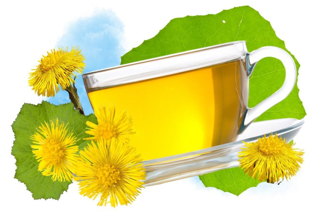 How to Make Coltsfoot Flowers Tea for Cough 3 How to Make Coltsfoot Flowers Tea for Cough - MyNaturalTreatment.com
