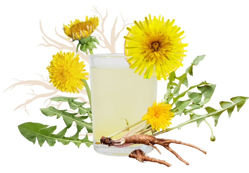 How to Use Dandelion Root for Constipation 3 How to Use Dandelion Root for Constipation - MyNaturalTreatment.com