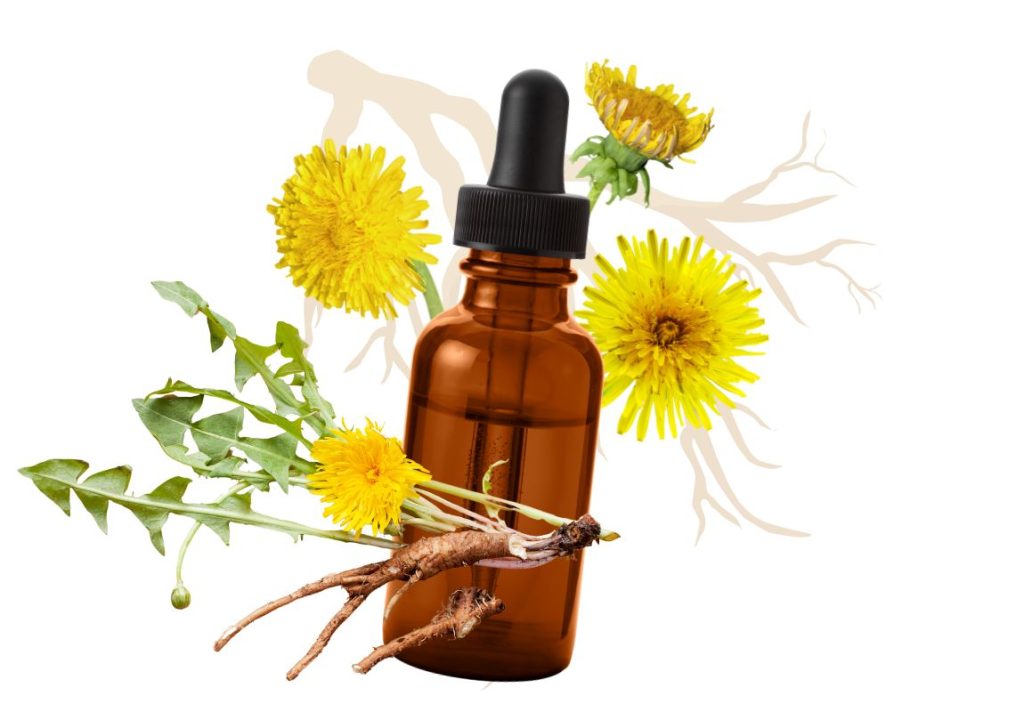 How to Use Dandelion Root for Kidney Problems 3 How to Use Dandelion Root for Kidney Problems - Dandelion Root Tincture Recipe - MyNaturalTreatment.com