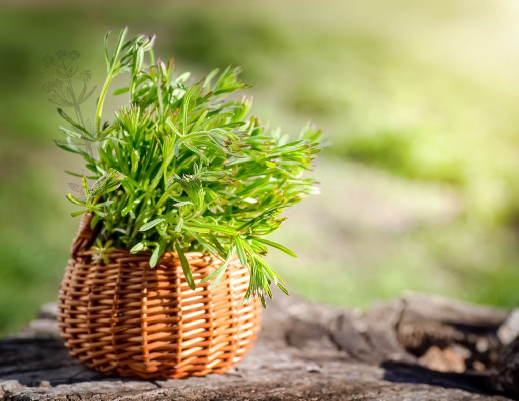 How to Make Cleavers Tea and Use at Home 4 How to Use Cleavers for Cancer - Cleavers for Cancer - MyNaturalTreatment.com