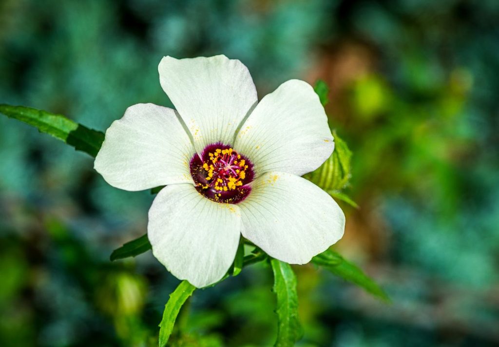 How to Use Flower of An Hour as Medicine - MyNaturalTreatment.com