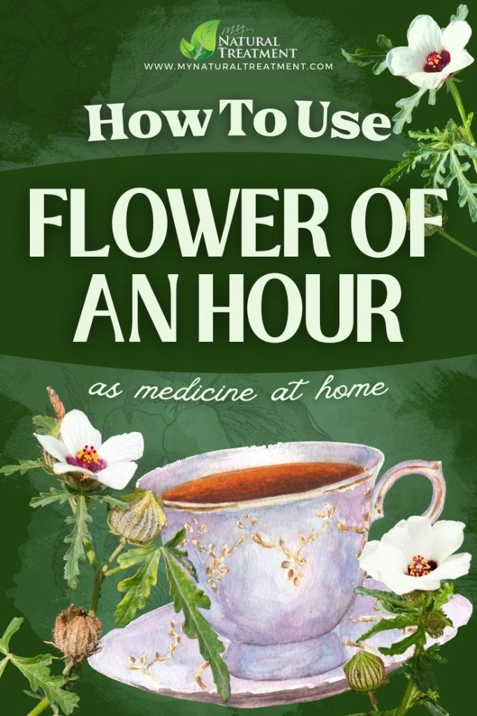 How to Use Flower of An Hour as Medicine - MyNaturalTreatment.com
