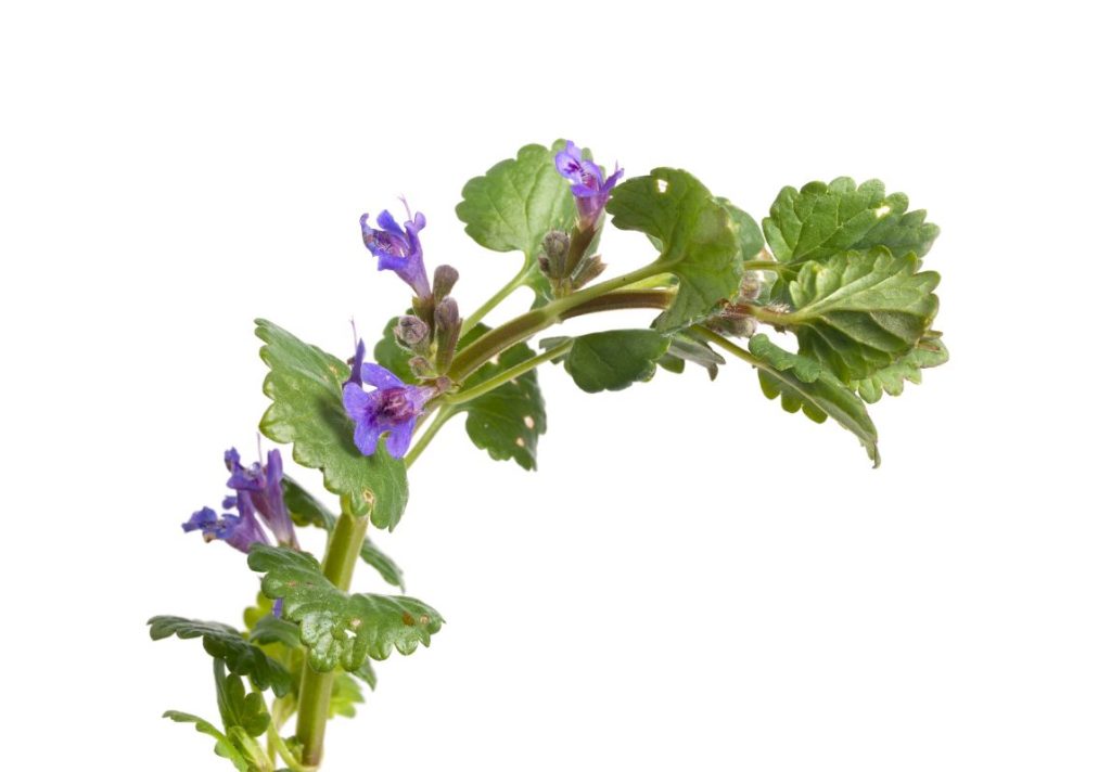 How to Make Ground Ivy Tea and Use at Home 4 How to Make Ground Ivy Tea and Use at Home - MyNaturalTreatment.com