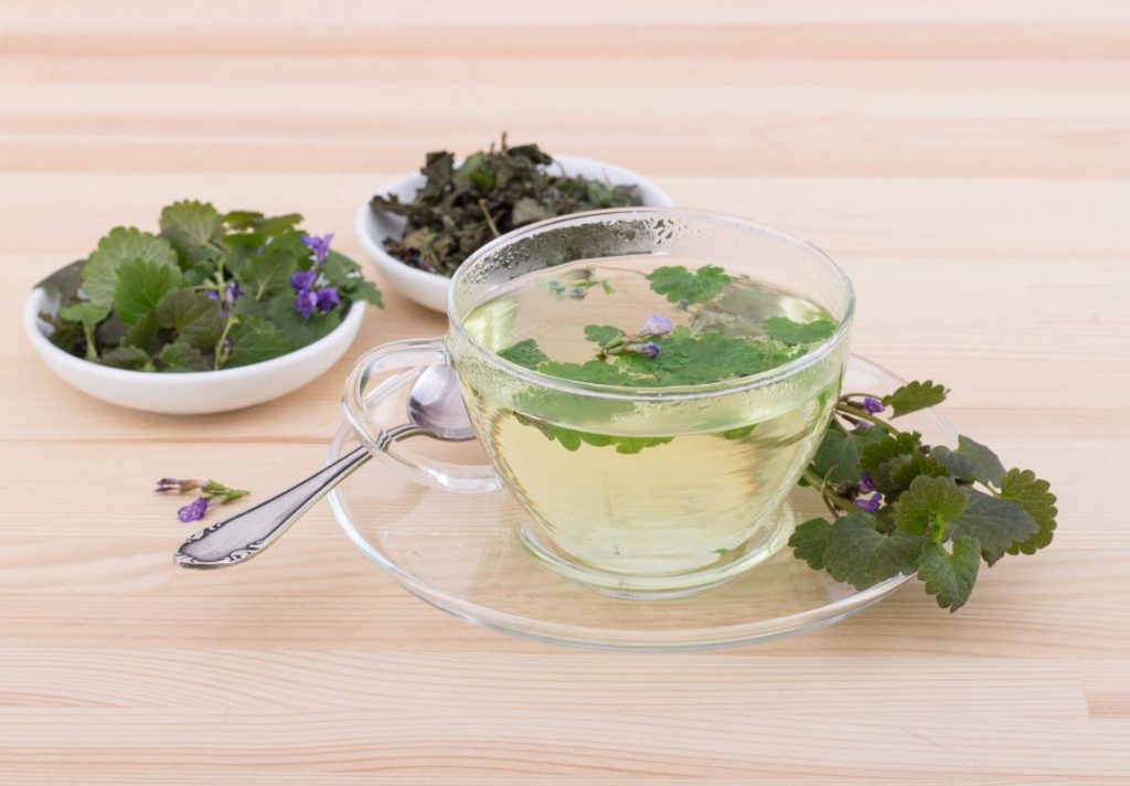 How to Make Ground Ivy Tea and Use at Home 3 How to Make Ground Ivy Tea and Use at Home - MyNaturalTreatment.com