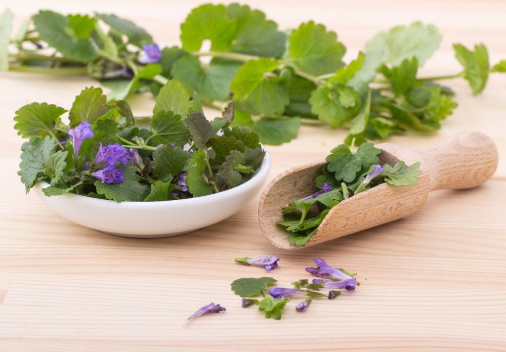 How to Use Ground Ivy Medicinally - 6 Topical Uses - MyNaturalTreatment.com