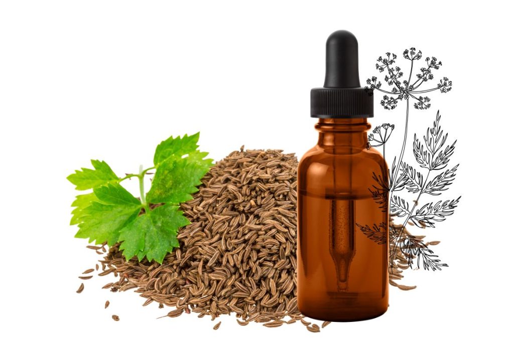 How to Make Caraway Tincture and Use at Home 3 How to Make Caraway Tincture and Its Health Uses - MyNaturalTreatment.com