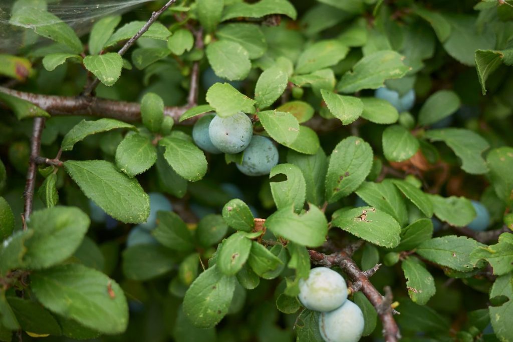 How to Use Blackthorn Leaves for Skin Problems 3 How to Use Blackthorn Leaves for Skin Problems - MyNaturalTreatment.com