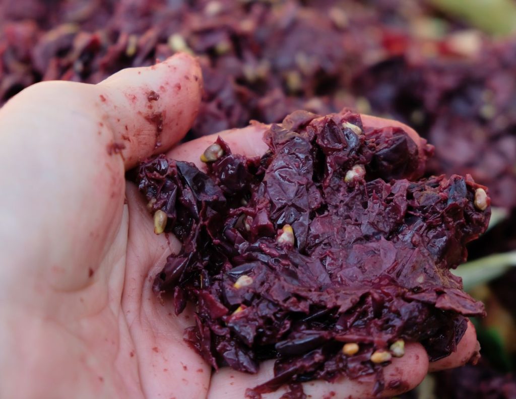 What Is Grape Pomace Used For - 6 Amazing Medicinal Uses 3 What Is Grape Pomace Used For 6 Amazing Medicinal Uses MyNaturalTreatment.com