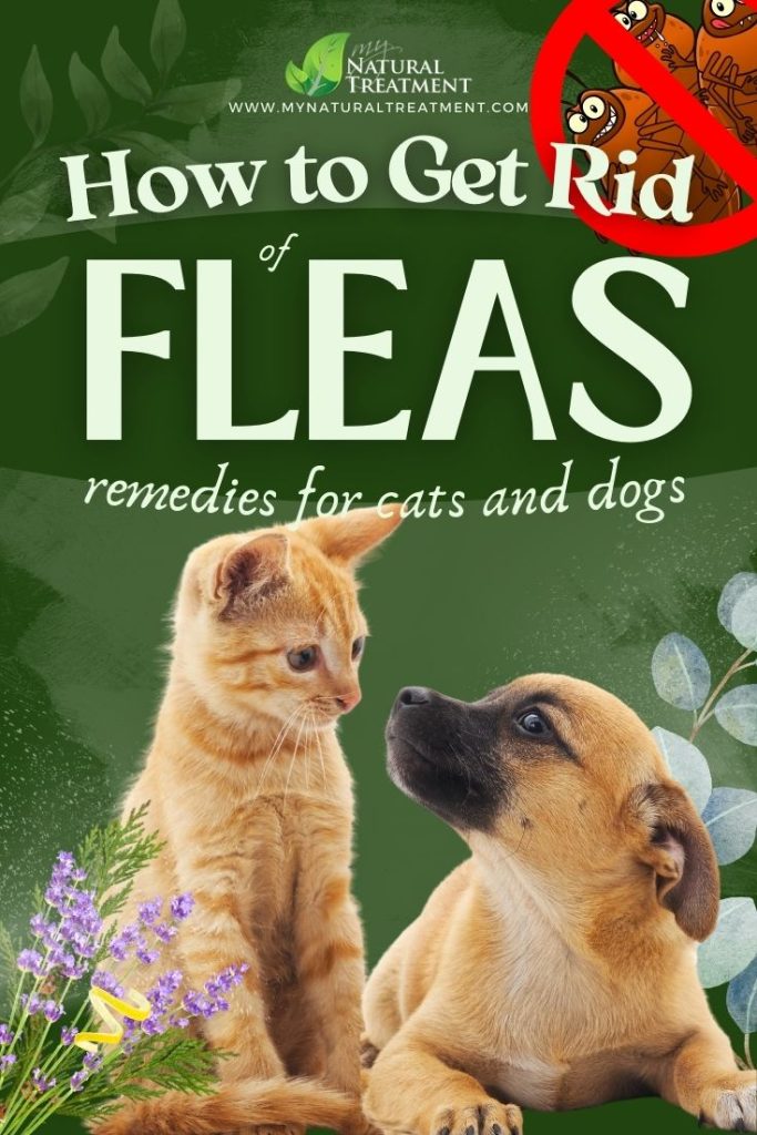 How to Get Rid of Fleas Naturally: 5 Remedies for Cats and Dogs 5 How to Get Rid of Fleas Naturally: 5 Remedies for Cats and Dogs - MyNaturalTreatment.com