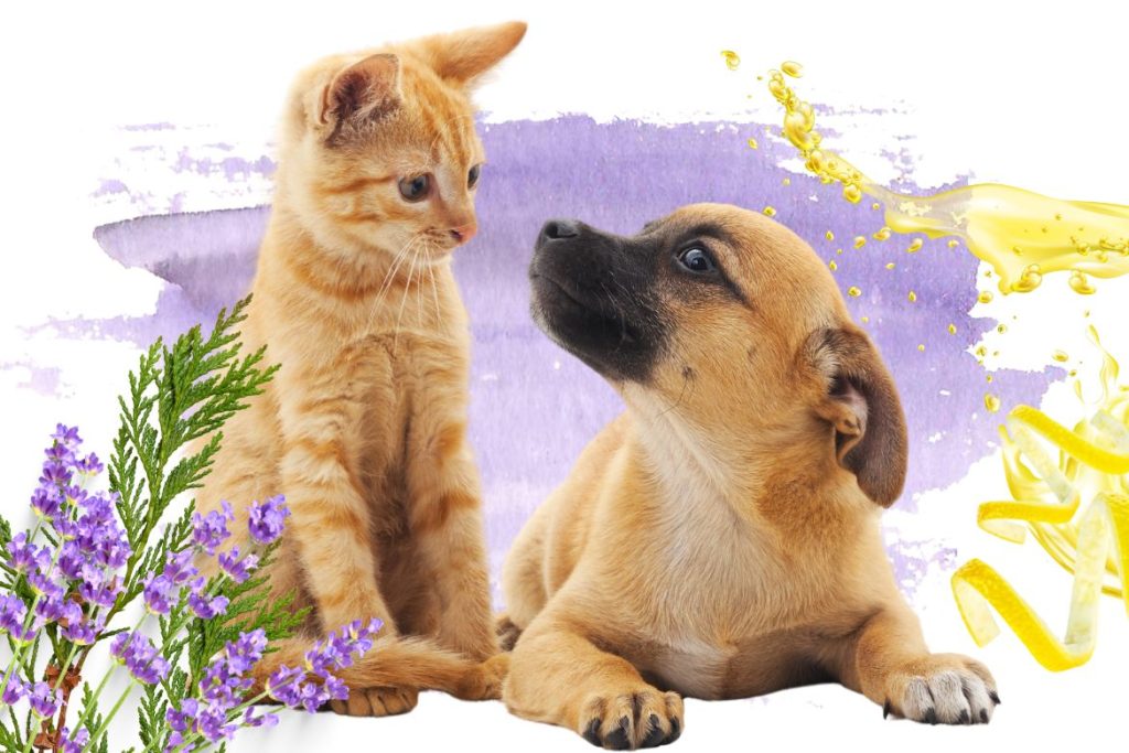 How to Get Rid of Fleas Naturally: 5 Remedies for Cats and Dogs 3 How to Get Rid of Fleas Naturally: 5 Remedies for Cats and Dogs - MyNaturalTreatment.com