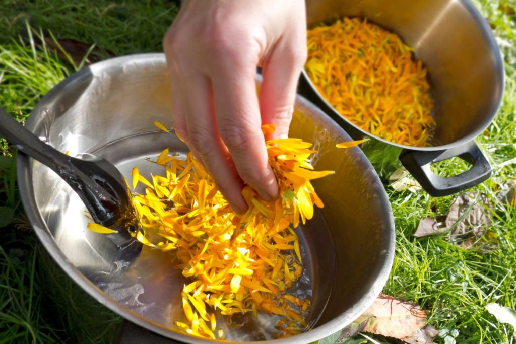 How to Make Herbal Salve with Pork Lard - 9 Fantastic Recipes - Calendula Salve - MyNaturalTreatment.com