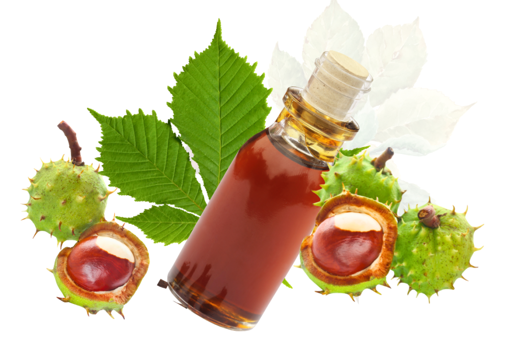 How to Make Horse Chestnut Oil for Strengthening Blood Vessels 3 How to Make Horse Chestnut Oil for Strengthening Blood Vessels - MyNaturalTreatment.com