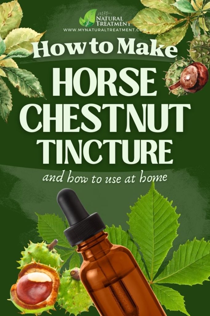 How to Make Horse Chestnut Tincture and Use at Home 5 How to Make Horse Chestnut Tincture Uses - Horse Chestnut Uses - MyNaturalTreatment.com