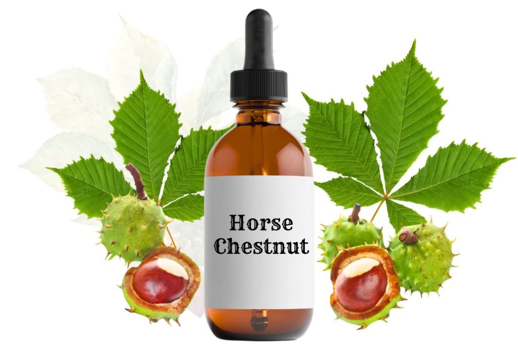How to Make Horse Chestnut Tincture and Use at Home 3 How to Make Horse Chestnut Tincture Uses - MyNaturalTreatment.com