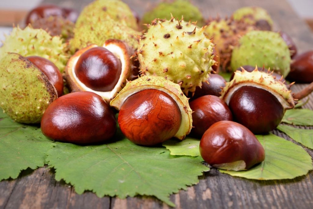 How to Make Horse Chestnut Decoction and Use at Home 5 How to Use Horse Chestnut as Medicine - MyNaturalTreatment.com