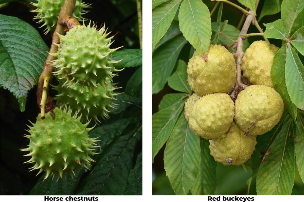 How to Make Horse Chestnut Syrup for Anemia 4 How to Use Horse Chestnut as Medicine - MyNaturalTreatment.com