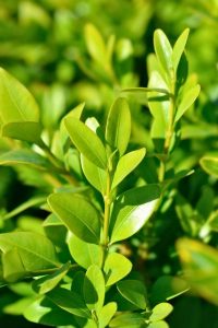 Common Boxwood - St. Hildegard's 7 Healing Trees with Recipes - MyNaturalTreatment.com