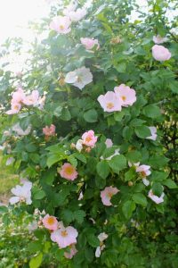 Dog Rose - St. Hildegard's 7 Healing Trees with Recipes - MyNaturalTreatment.com