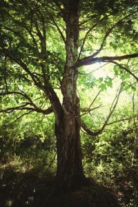 Elm Ulmus - St. Hildegard's 7 Healing Trees with Recipes - MyNaturalTreatment.com