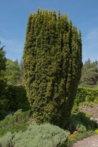 English Yew - St. Hildegard's 7 Healing Trees with Recipes - MyNaturalTreatment.com