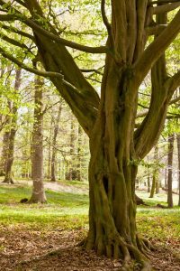 European Hornbeam - St. Hildegard's 7 Healing Trees with Recipes - MyNaturalTreatment.com