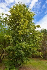 St. Hildegard's Walnut Leaf Remedy for Intestinal Parasites