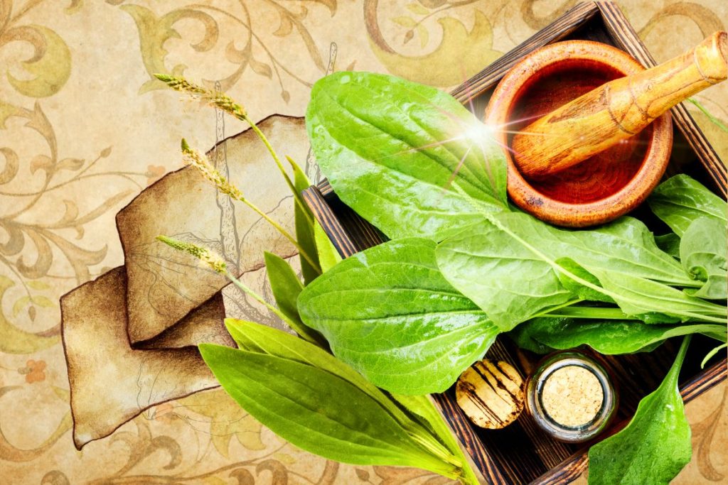 Plantago major - St. Hildegard’s Top 9 Healing Herbs and How to Use Them - MyNaturalTreatment.com