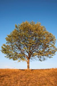 Walnut Tree - St. Hildegard's 7 Healing Trees with Recipes - MyNaturalTreatment.com