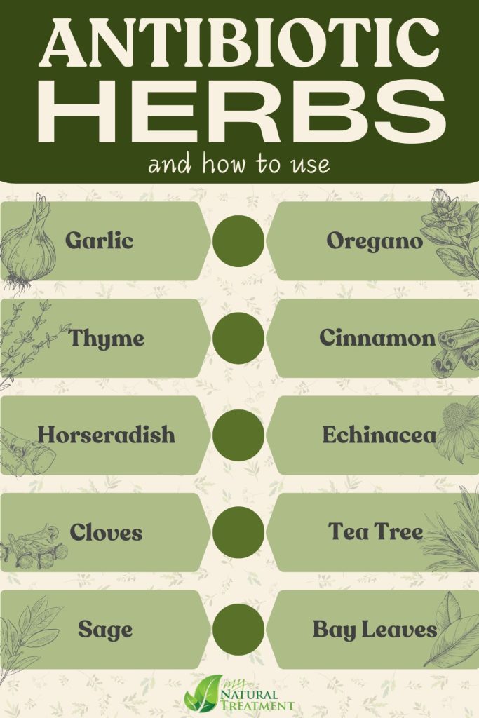 10 Best Antibiotic Herbs for Infections of All Sorts 10 10 Best Antibiotic Herbs for Infections of All Sorts - MyNaturalTreatment.com