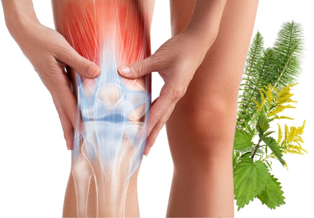 3 Herbal Remedies for Joint Stiffness, Pain, and Inflammation 3 3 Herbal Remedies for Joint Stiffness, Pain, and Inflammation - MyNaturalTreatment.com