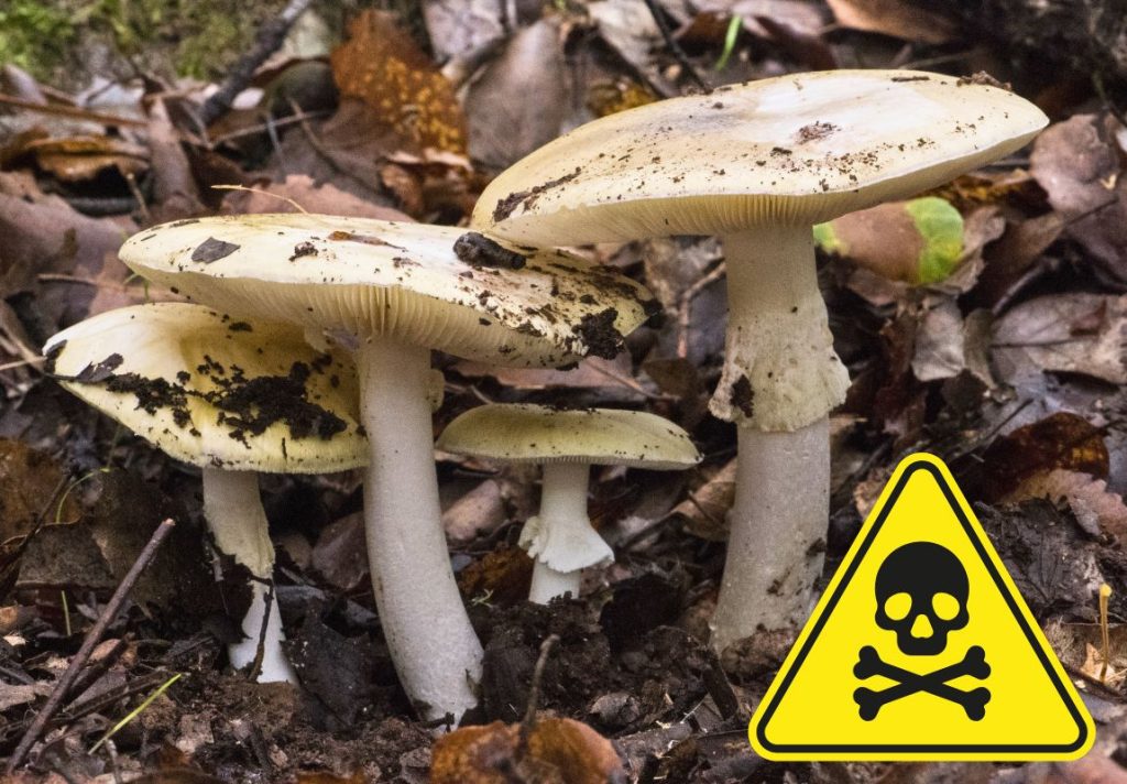3 Quick Mushroom Poisoning Remedies Before Help Arrives - 9Pedia.com