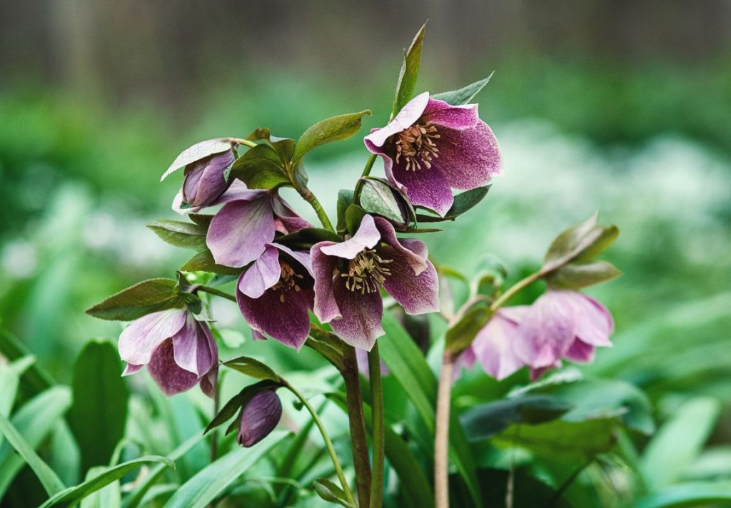 4 Powerful Monastic Remedies from Saint Elefterie: Exploring Ancient Monastic Medicine 5 Purple Hellebore - Powerful Medieval Monastic Remedies from Saint Elefterie: Exploring Ancient Monastic Medicine and Natural Healing - MyNaturalTreatment.com