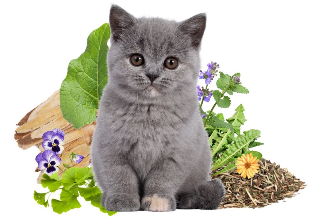 Best Natural Remedies for Cats - Medicinal Herbs for Cats with Uses