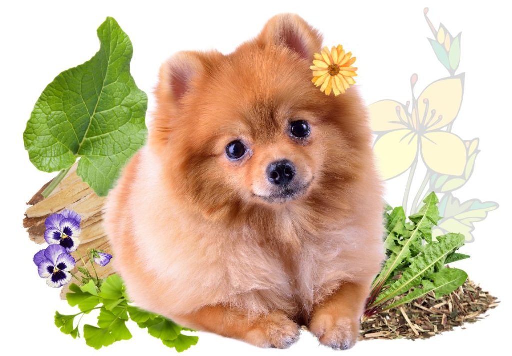 10 Best Natural Remedies for Dogs - Medicinal Herbs for Dogs and How to Use 3 Best Natural Remedies for Dogs - Medicinal Herbs for Dogs and How to Use - MyNaturalTreatment.com