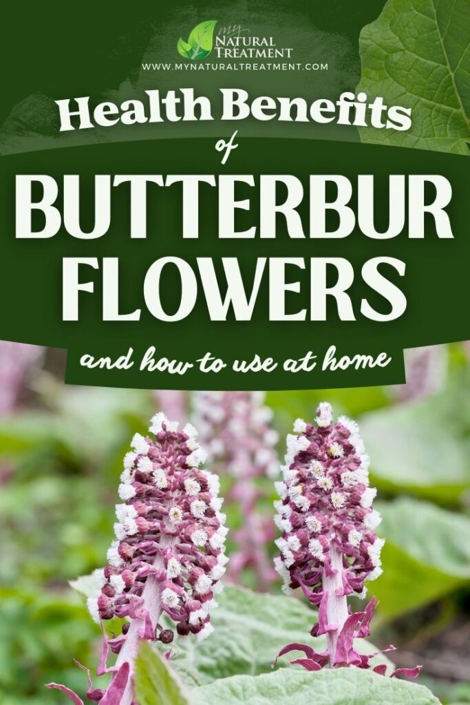 5 Amazing Health Benefits of Butterbur Flowers - Butterbur Natural Remedies 6 5 Amazing Health Benefits of Butterbur Flowers - Butterbur Natural Remedies - MyNaturalTreatment