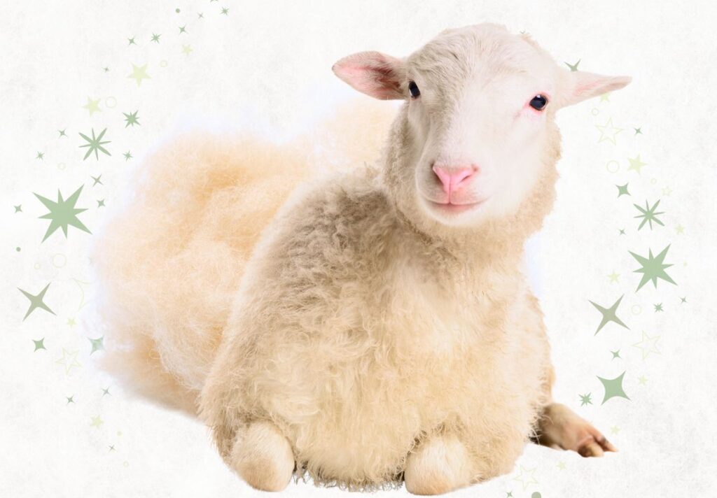 Fantastic Home Remedies with Sheep Wool for Pain & Inflammation - MyNaturalTreatment