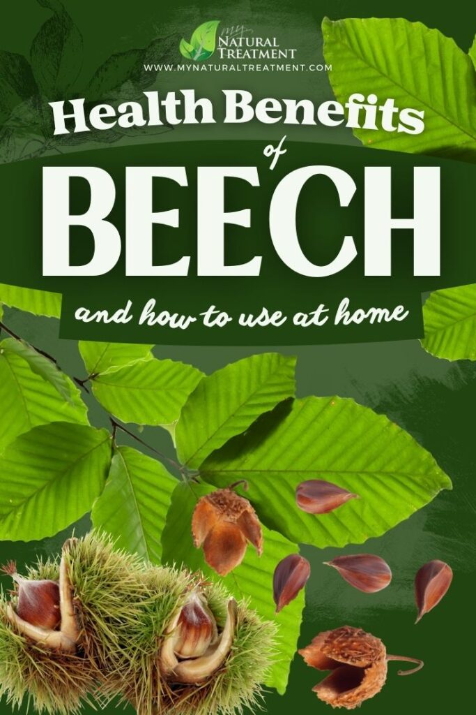 7 Amazing Health Benefits of Beech and How to Make Beech Leaf Tea for Inflammation 6 7 Amazing Health Benefits of Beech and How to Make Beech Leaf Tea for Inflammation How to Make Beech Leaf Tea MyNaturalTreatment