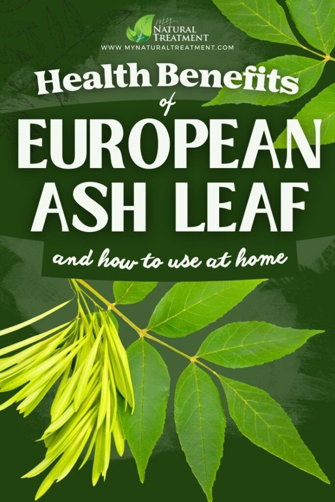 7 Amazing Health Benefits of European Ash Leaf 7 a green leafy plant with green leaves
