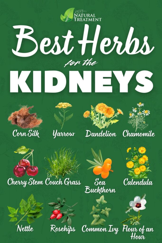 Best Herbs for Kidney Health and How to Use Them - MyNaturalTreatment