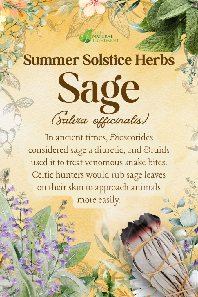 6 Powerful Summer Solstice Herbs and Their Uses - Ancient Celtic Remedies 8 Sage - Powerful Summer Solstice Herbs and Their Uses - Ancient Celtic Remedies - myNaturalTreatment.com