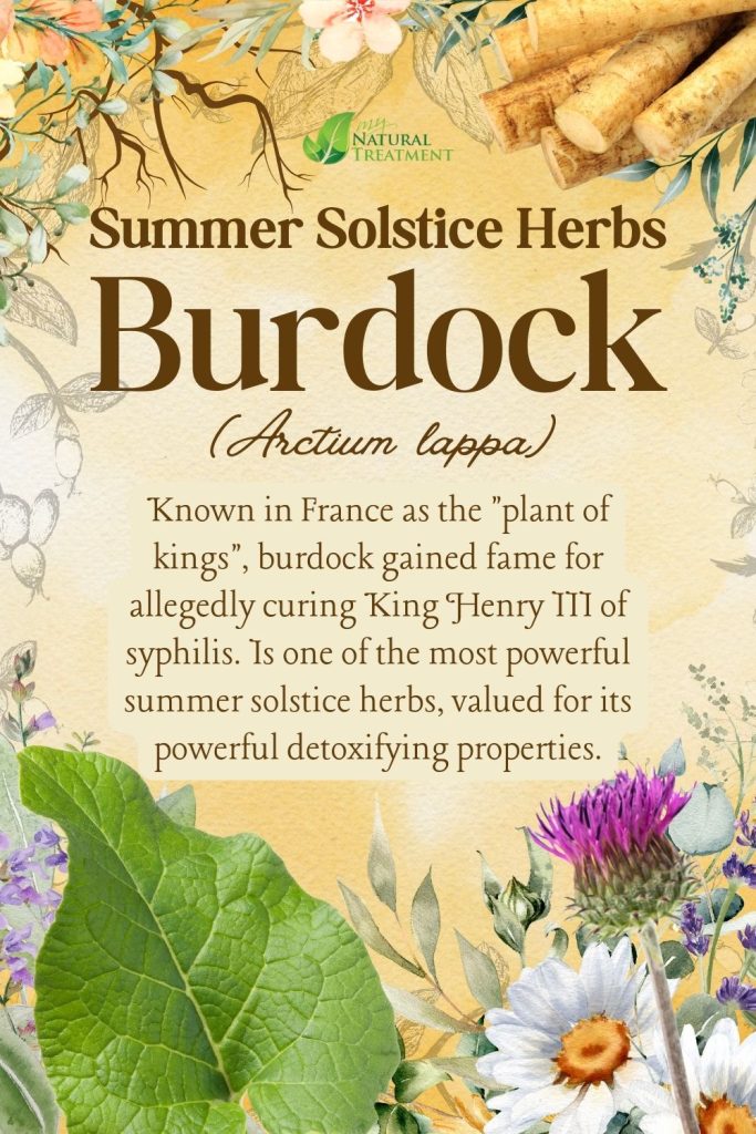 6 Powerful Summer Solstice Herbs and Their Uses - Ancient Celtic Remedies 6 Burdock - Powerful Summer Solstice Herbs and Their Uses - Ancient Celtic Remedies - myNaturalTreatment.com