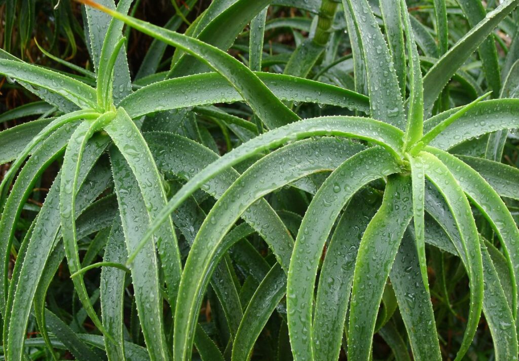 How to Use Candelabra Aloe for Respiratory Problems 4 Candelabra Aloe Uses - How to Use Candelabra Aloe for Digestive Problems - MyNaturalTreatment - MyNaturalTreatment