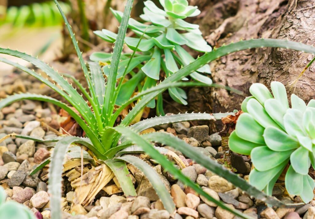 How to Use Candelabra Aloe for Digestive Problems 4 Candelabra Aloe Uses - How to Use Candelabra Aloe for Digestive Problems - MyNaturalTreatment - MyNaturalTreatment