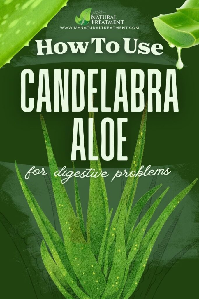 How to Use Candelabra Aloe for Digestive Problems 6 Candelabra Aloe Uses - How to Use Candelabra Aloe for Digestive Problems - MyNaturalTreatment - MyNaturalTreatment