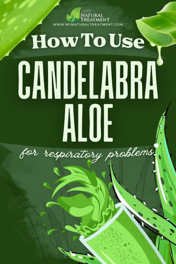 How to Use Candelabra Aloe for Respiratory Problems 5 Candelabra Aloe Uses - How to Use Candelabra Aloe for Respiratory Problems - MyNaturalTreatment