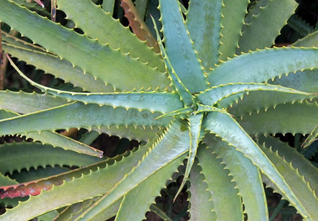 How to Use Candelabra Aloe for Respiratory Problems 3 Candelabra Aloe Uses - How to Use Candelabra Aloe for Respiratory Problems - MyNaturalTreatment