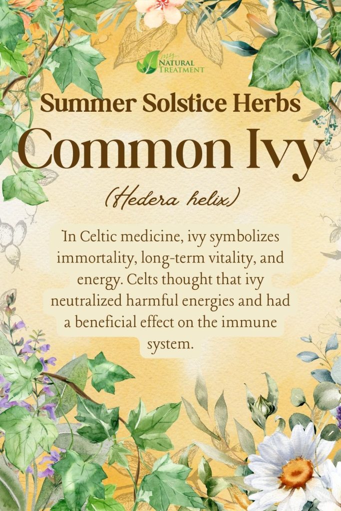 6 Powerful Summer Solstice Herbs and Their Uses - Ancient Celtic Remedies 12 Ivy - Powerful Summer Solstice Herbs and Their Uses - Ancient Celtic Remedies - myNaturalTreatment.comIvy - Powerful Summer Solstice Herbs and Their Uses - Ancient Celtic Remedies - myNaturalTreatment.com